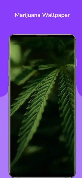 Play Marijuana Wallpaper as an online game online Marijuana Wallpaper with UptoPlay Play Marijuana Wallpaper as an online game Marijuana Wallpaper with UptoPlay