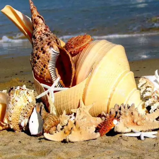 Free play online Marine Treasures Wallpapers APK Free play online Marine Treasures Wallpapers APK
