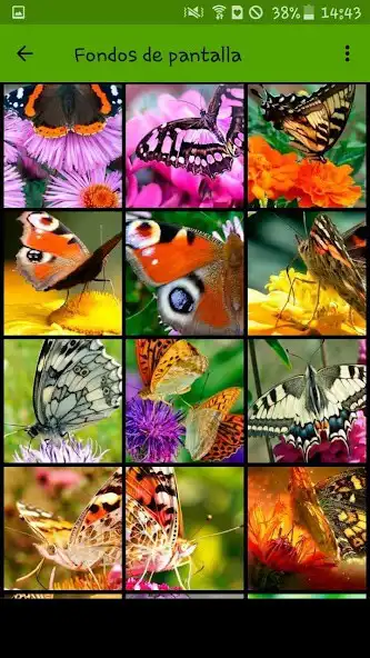 Play Mariposas y fondos de pantalla  and enjoy Mariposas y fondos de pantalla with UptoPlay