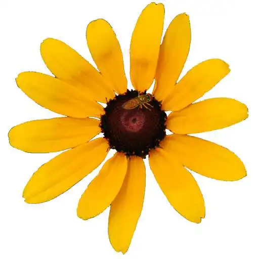 Play Maryland Wildflowers APK