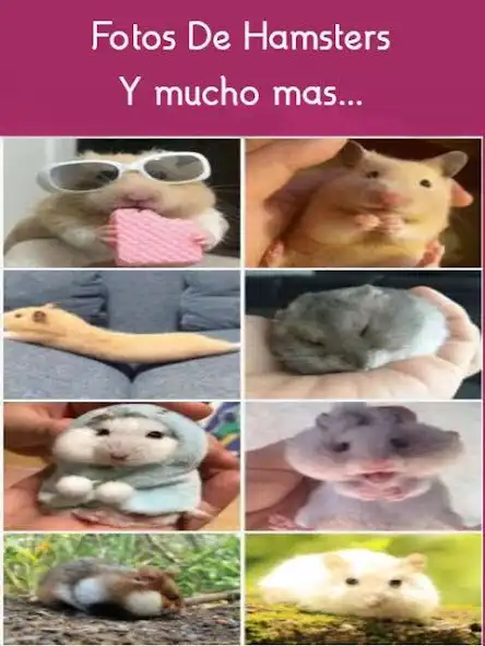 Play Mascotas Hamsters as an online game Mascotas Hamsters with UptoPlay