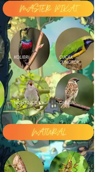 Play masteran aneka burung as an online game masteran aneka burung with UptoPlay