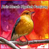 Free play online Masteran Anis Merah Gacor APK Free play online Masteran Anis Merah Gacor APK