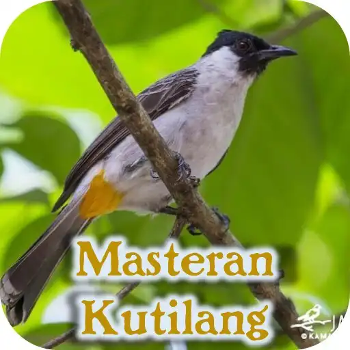 Play Masteran burung kutilang gacor APK Play Masteran burung kutilang gacor APK