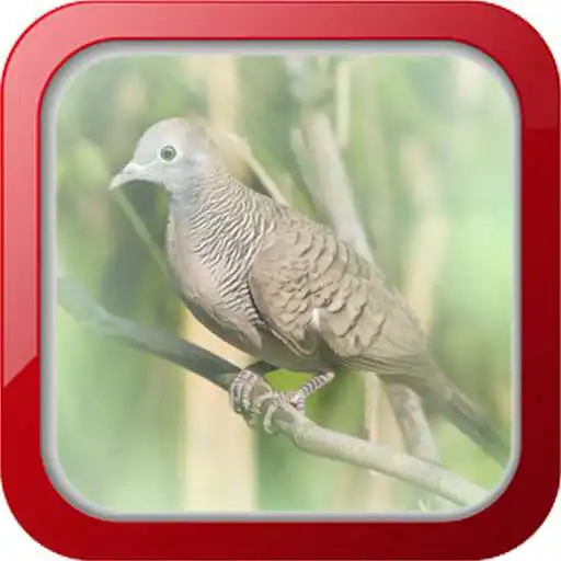 Play masteran burung perkutut APK