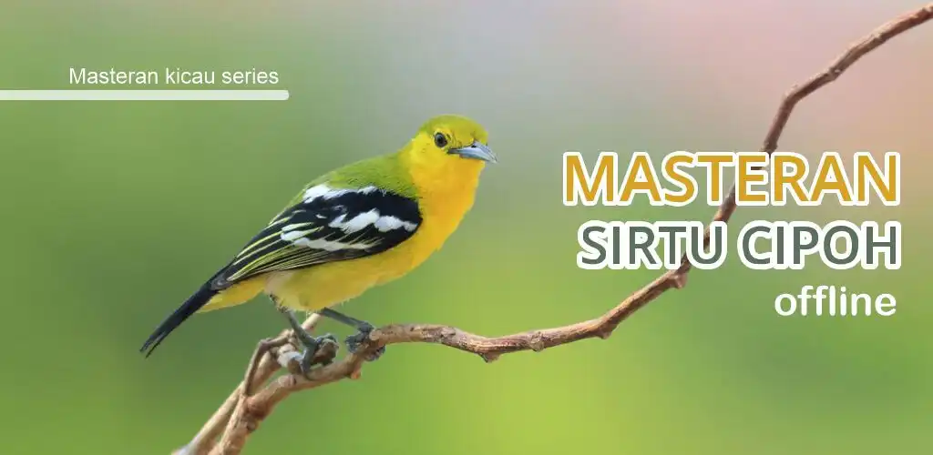 Play Masteran burung Sirtu gacor  and enjoy Masteran burung Sirtu gacor with UptoPlay