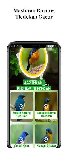 Play Masteran Burung Tledekan Gacor  and enjoy Masteran Burung Tledekan Gacor with UptoPlay