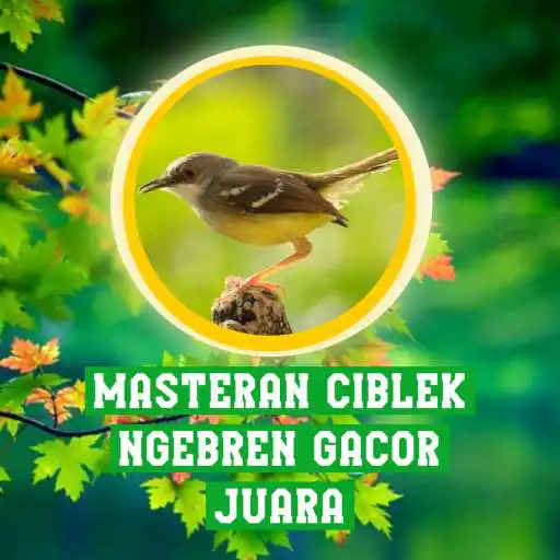 Free play online Masteran Ciblek Ngebren Gacor APK Free play online Masteran Ciblek Ngebren Gacor APK