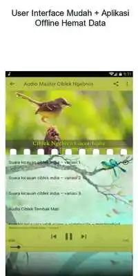 Play Masteran Ciblek Ngebren Gacor
