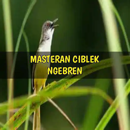 Play Masteran Ciblek Ngebren APK