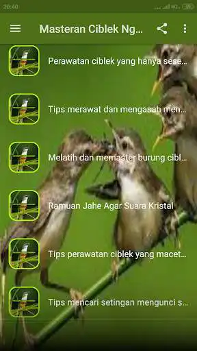 Play Masteran Ciblek Ngebren as an online game Masteran Ciblek Ngebren with UptoPlay