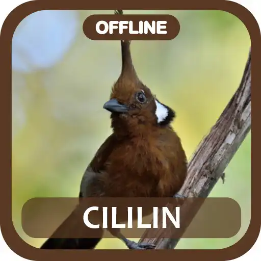 Play Masteran Cililin Juara Offline APK