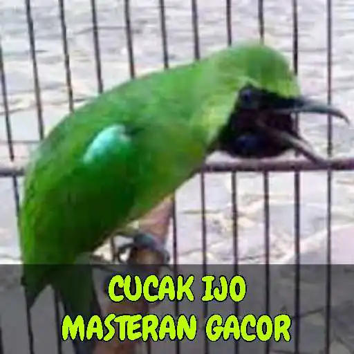 Play Masteran Cucak Ijo Gacor APK