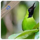 Free play online Masteran Cucak Ijo Kalimantan APK