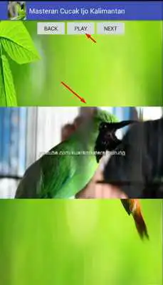 Play Masteran Cucak Ijo Kalimantan