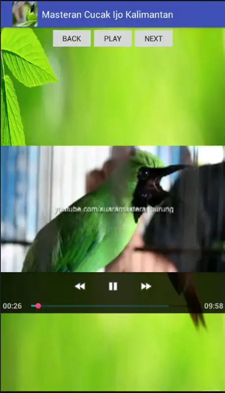 Play Masteran Cucak Ijo Kalimantan