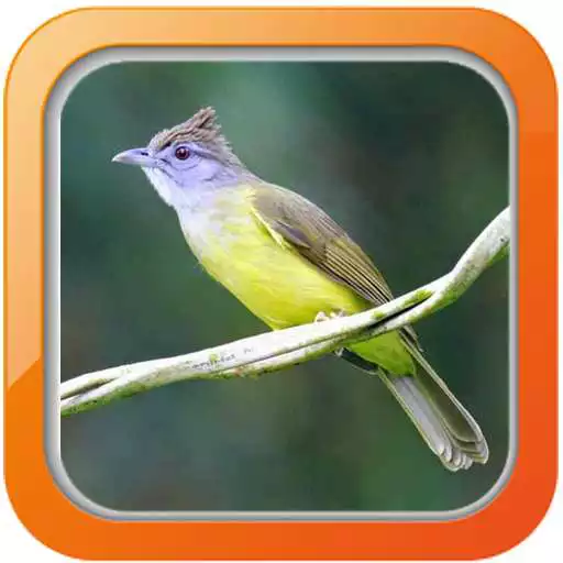 Run free android online Masteran Cucak Jenggot APK Run free android online Masteran Cucak Jenggot APK