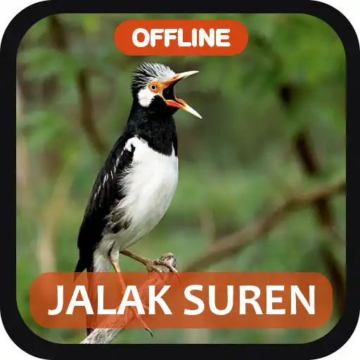 Play Masteran Jalak Suren Gacor APK