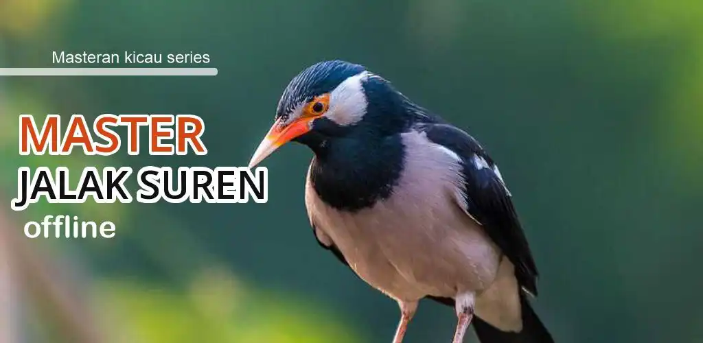 Play Masteran Jalak Suren Gacor  and enjoy Masteran Jalak Suren Gacor with UptoPlay