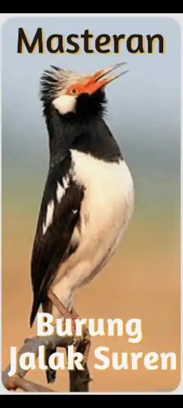 Play Masteran Jalak Suren Gacor as an online game Masteran Jalak Suren Gacor with UptoPlay