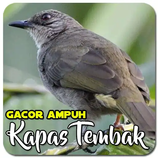 Play Masteran Kapas Tembak Ampuh APK Play Masteran Kapas Tembak Ampuh APK
