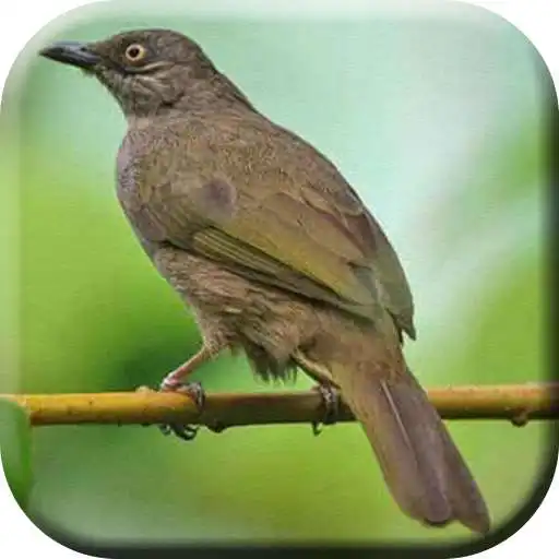 Play Masteran kapas Tembak Offline APK