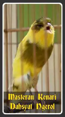 Play Masteran Kenari Dahsyat Ngerol