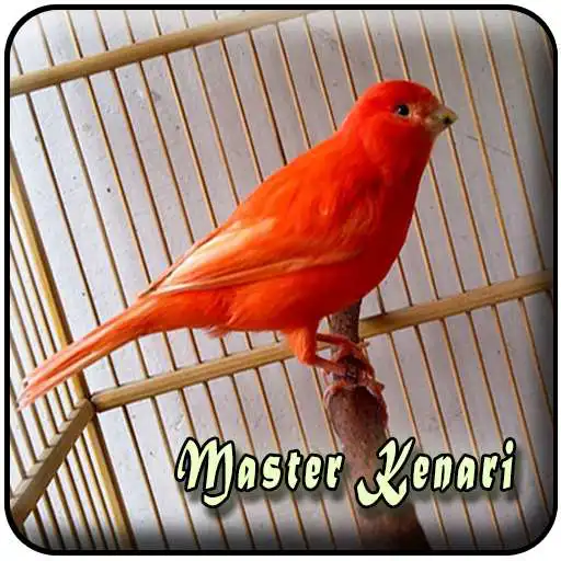 Play Masteran Kenari Gacor Panjang MP3 APK Play Masteran Kenari Gacor Panjang MP3 APK