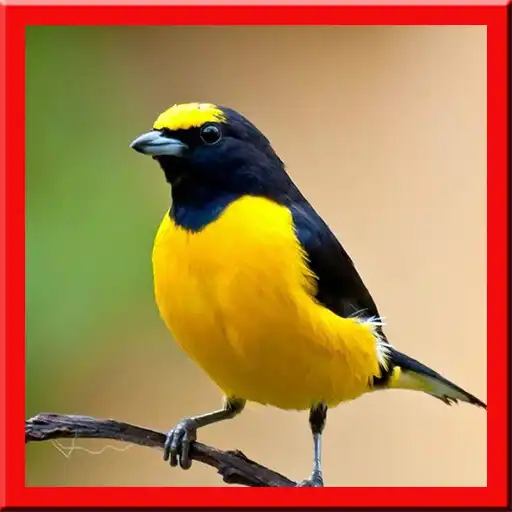 Play Masteran Kicau Burung APK