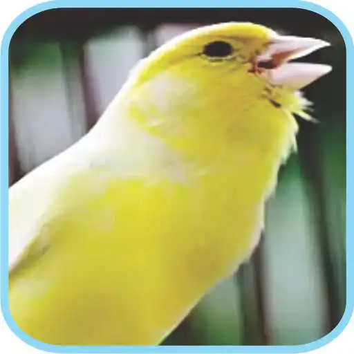 Free play online Masteran Kicau Burung Kenari APK