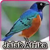 Free play online Masteran Kicau Jalak Afrika APK Free play online Masteran Kicau Jalak Afrika APK