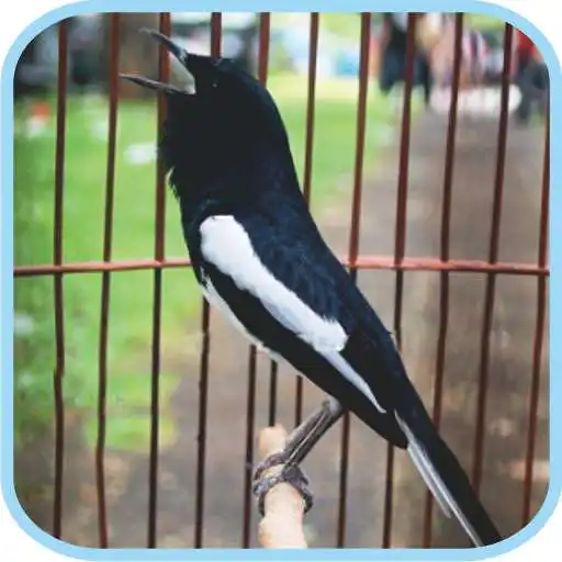 Free play online Masteran Kicau Kacer Mp3 APK