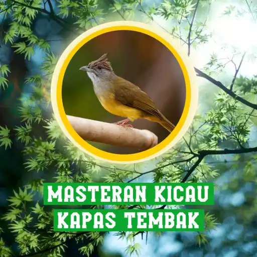 Play Masteran kicau kapas tembak APK