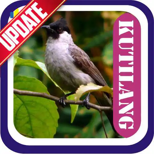 Free play online Masteran Kicau Kutilang  APK