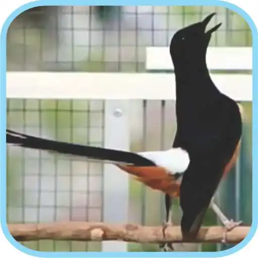 Play Masteran Kicau Murai Batu Mp3 APK