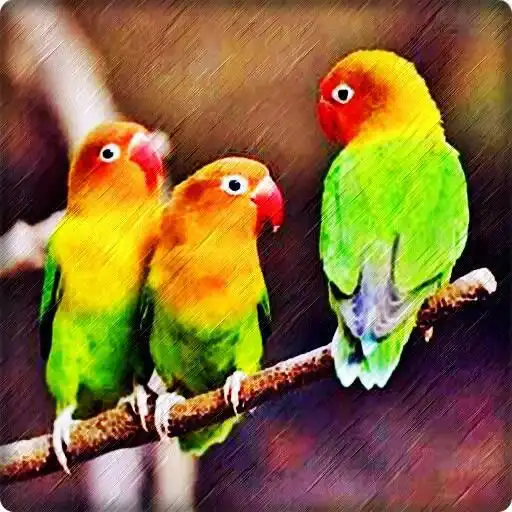 Play Masteran Lovebird Ngekek APK