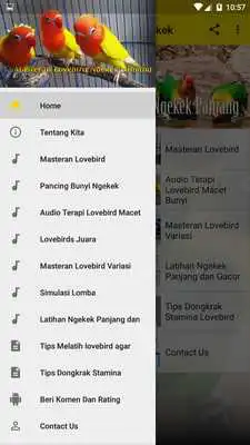 Play Masteran Lovebird Ngekek Play Masteran Lovebird Ngekek