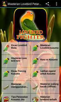 Play Masteran Lovebird Petarung