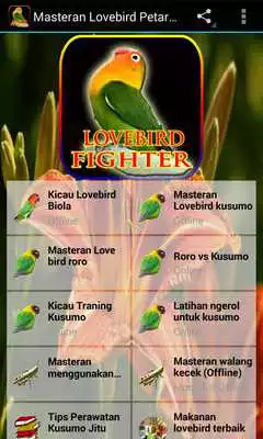 Play Masteran Lovebird Petarung