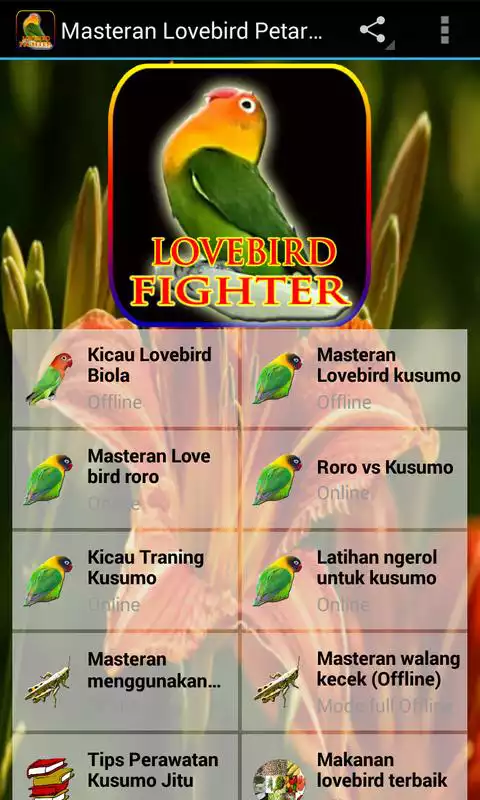 Play Masteran Lovebird Petarung