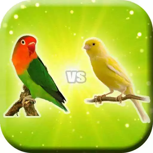 Play Masteran Lovebird Vs Kenari Mp3 APK