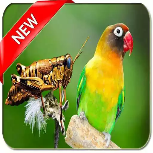 Free play online Masteran Lovebird vs Walang Kecek Ngekek Panjang APK