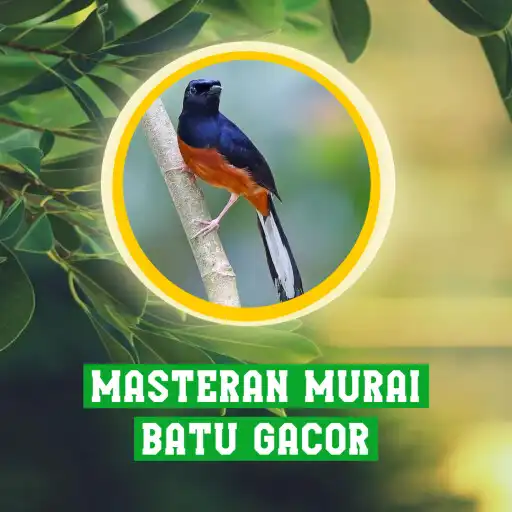 Play Masteran Murai Batu Gacor APK