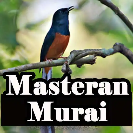 Play Masteran Murai Batu APK Play Masteran Murai Batu APK