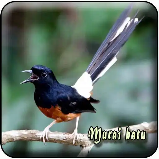 Play Masteran Murai Batu Medan Offline APK Play Masteran Murai Batu Medan Offline APK