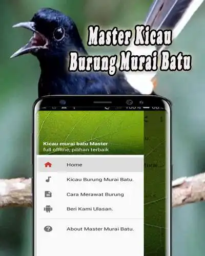 Play Masteran Murai Batu Medan Offline  and enjoy Masteran Murai Batu Medan Offline with UptoPlay