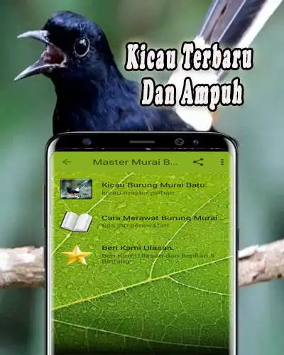 Play Masteran Murai Batu Medan Offline as an online game Masteran Murai Batu Medan Offline with UptoPlay