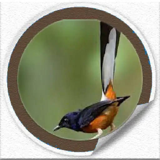Play Masteran Murai Gacor Offline APK