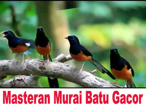 Play Masteran Murai Gacor Offline  and enjoy Masteran Murai Gacor Offline with UptoPlay