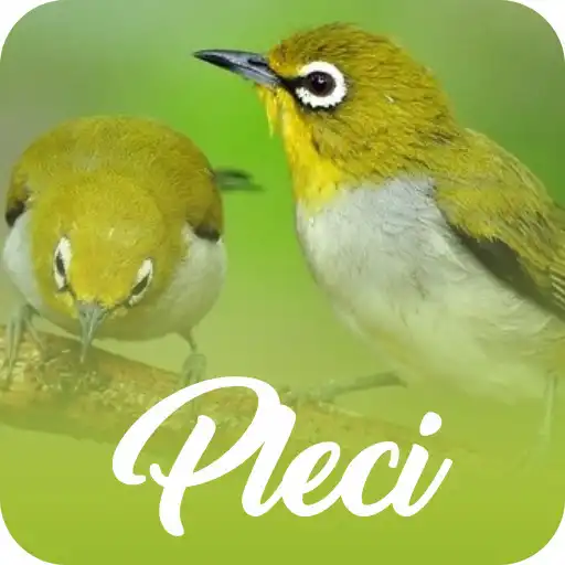 Play Masteran Pleci Juara Offline APK Play Masteran Pleci Juara Offline APK